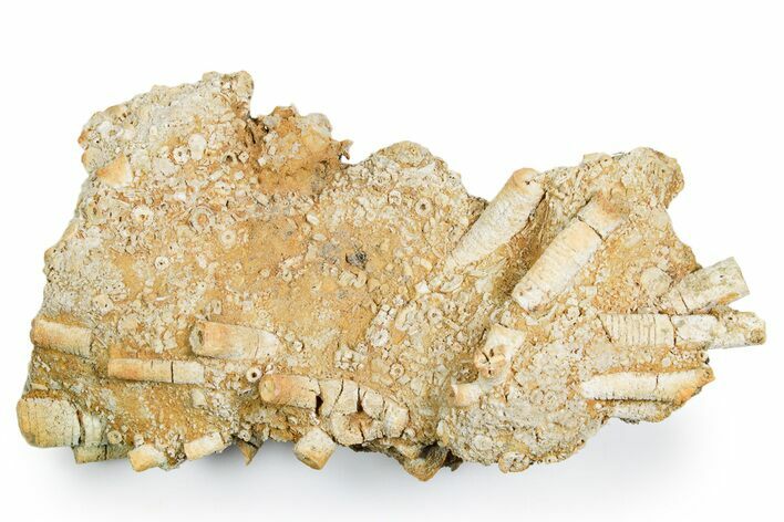 Mississippian Fossil Crinoid Stem Cluster - Kentucky #358746